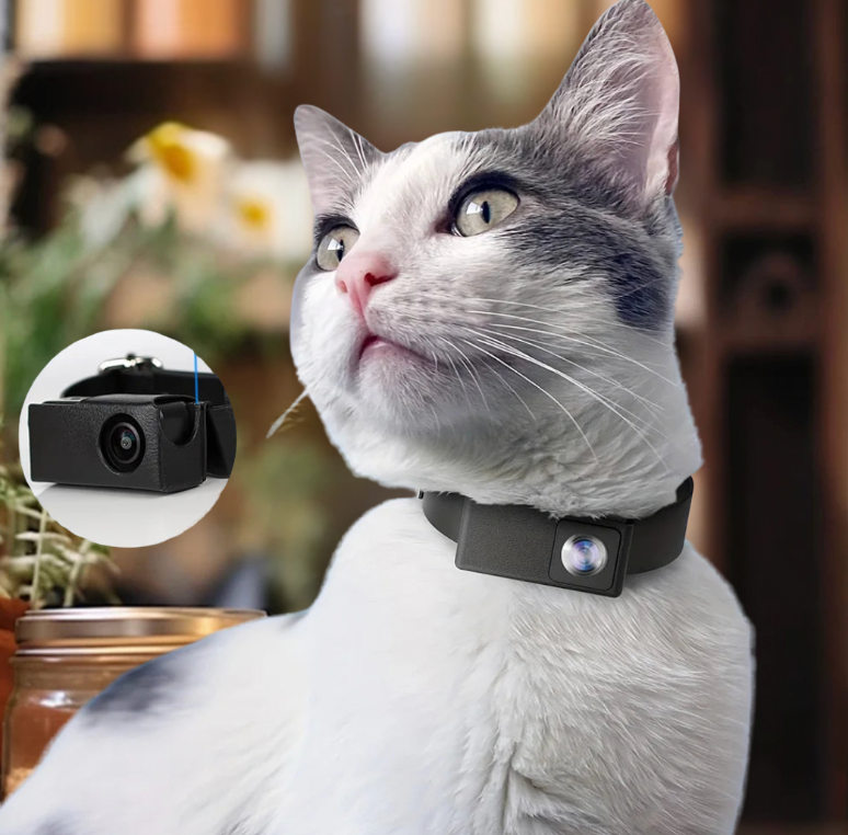Keep an eye on your beloved pets